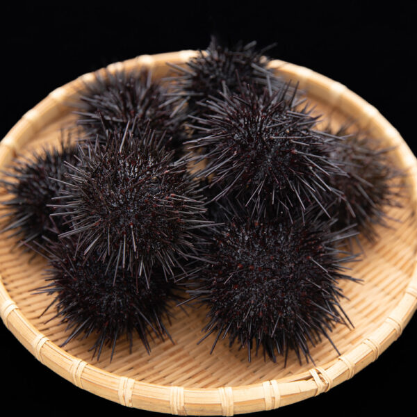 ムラサキウニ500g